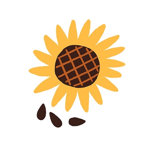 Sunflower and black seeds. Top view of sun flower with raw kernels. Summer plant with yellow petals drawn in doodle style. Flat vector illustration isolated on white .