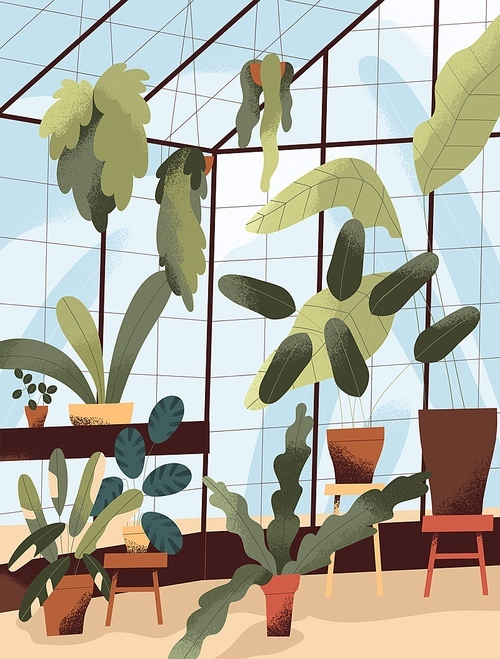 Glass greenhouse with potted green plants. Winter garden in glasshouse with many houseplants growing in planters. Conservatory interior. Modern urban jungle. Colored flat vector illustration.