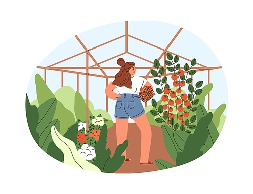 Woman farmer picking vegetable harvest in greenhouse on holidays. Summer country lifestyle. Agriculture and tomato cultivation in glasshouse. Flat vector illustration isolated on white .