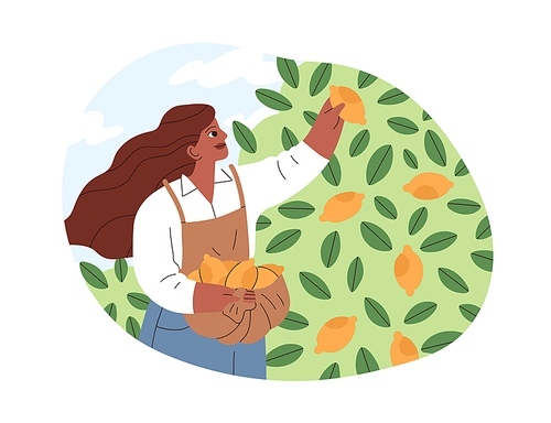 Woman farmer picking lemons in orchard. Person collecting citrus fruit harvest into basket on summer holidays. Female in southern local garden. Flat vector illustration isolated on white .