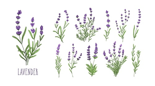 Lavender flowers set. Provence floral herbs with purple blooms. Botanical drawing of French field Lavandula. Blossomed lavander. Colored hand-drawn vector illustration isolated on white .