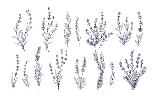 Lavender flowers set. Outlined Provence floral herbs with blooms. Vintage botanical drawing of French field Lavandula. Blossomed lavander. Hand-drawn vector illustrations isolated on white .