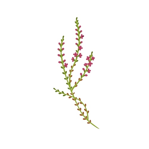 Calluna vulgaris herb. Common heather flower. Modern botanical drawing of wild field plant, delicate ling sprig. Flat vector illustration of pretty meadow wildflower isolated on white .