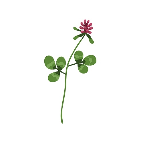 Clover flower. Wild floral plant with trefoil leaf. Botanical drawing of wildflower. Blooming field herb. Herbal inflorescence with stem. Flat vector illustration isolated on white .