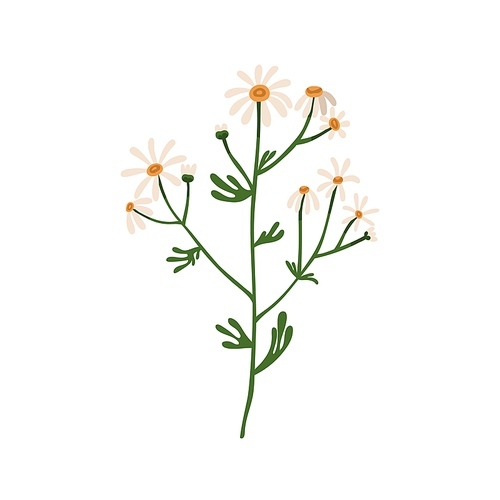 Chamomile flowers. Wild field camomile. Botanical drawing of blooming floral plant. Pretty delicate wildflower with stem and leaf. Colored flat vector illustration isolated on white .