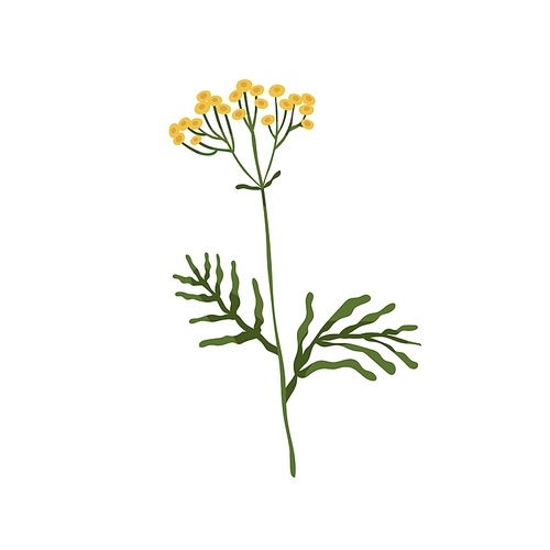 Wild tansy flower. Golden buttons plant. Botanical drawing of cow bitter wildflower. Blooming floral herb with stem. Tanacetum vulgare. Colored flat vector illustration isolated on white .