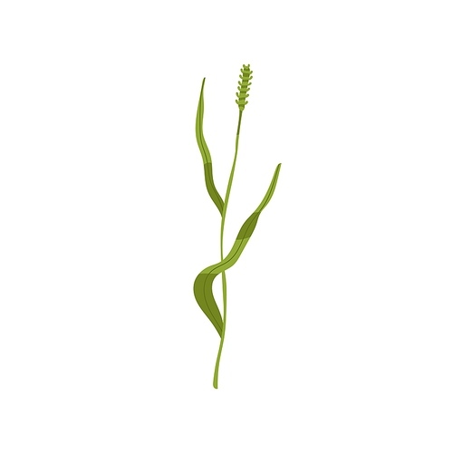 Timothy grass. Phleum pratense, wild plant. Botanical drawing of field flower. Green thin tall stem with leaf and spikelet. Colored flat vector illustration isolated on white .