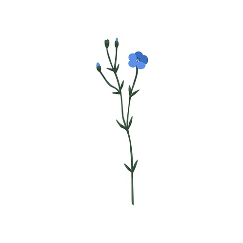 Blooming flax flower. Field floral plant with blue blossomed and unblown buds, stem. Modern botanical drawing of Linum usitatissimum. Colored flat vector illustration isolated on white .