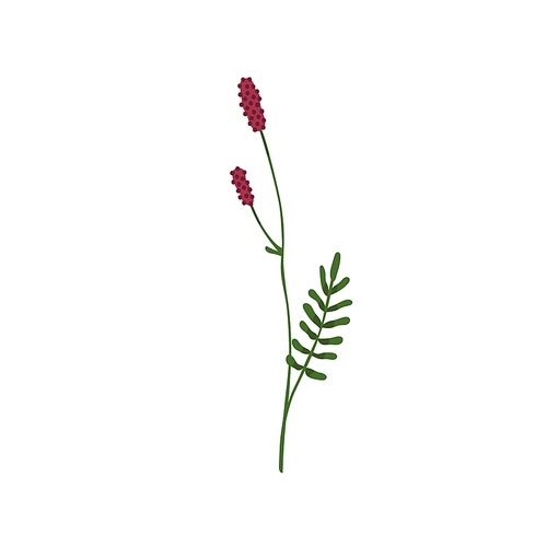 Burnet plant. Wild flower of Sanguisorba hakusanensis with stem and leaf. Botanical drawing of field blooming herb. Colored flat graphic vector illustration of wildflower isolated on white .