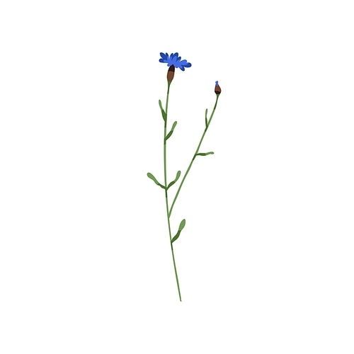 Blooming cornflower. Knapweed flower. Bluebottle on stem. Botanical drawing of field floral plant. Centaurea pullata inflorescence. Flat vector illustration of wildflower isolated on white .