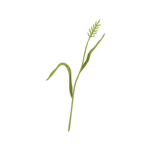 Agropyron grass. Wheatgrass on stem with leaf. Botany drawing of wild field herbaceous plant. Botanical flat vector illustration isolated on white .
