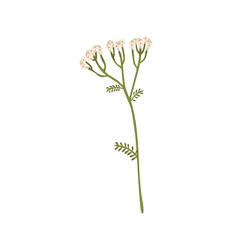 Wild yarrow flower. Achillea millefolium field herb. Botanical drawing of floral herbal plant. Vulnerary medicinal wildflower on stem with leaf. Flat vector illustration isolated on white .