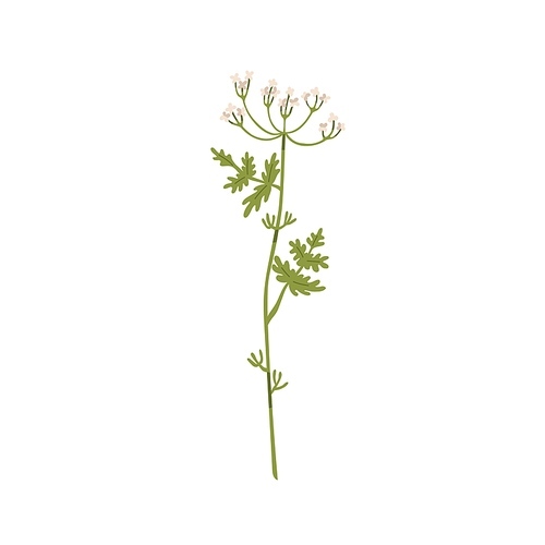 Blooming anise plant. Wild field flower. Botanical drawing of medicinal floral herb. Herbal wildflower inflorescence. Flat vector illustration of delicate meadow flora isolated on white .