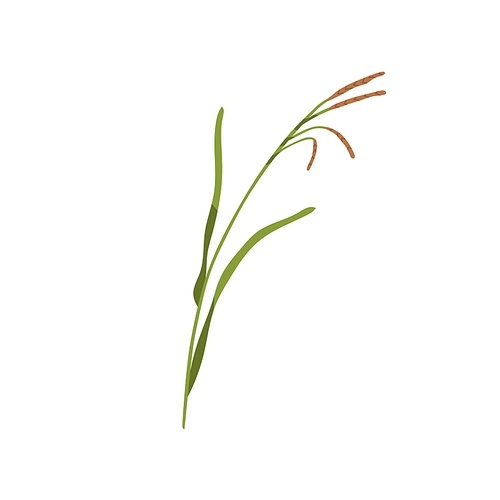 Brome grass. Bromus inermis, botanical drawing. Wild field plant on stem with leaves. Herbaceous flora. Colored flat vector illustration isolated on white .