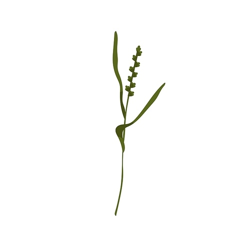 False oat-grass. Tall ornamental plant on thin stem with leaf. Botanical drawing of green onion couch. Flat vector illustration of Arrhenatherum elatius isolated on white .