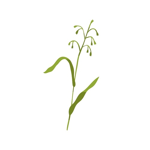 Common wild oat grass. Botanical drawing of green field plant on stem with leaf. Botany flat vector illustration of Avena fatua isolated on white .