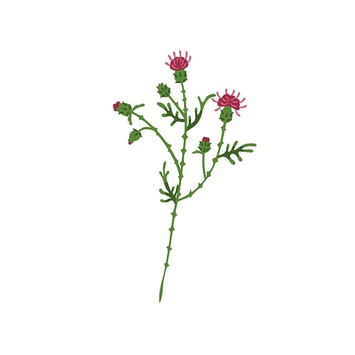 Milk thistle flower. Wild blooming plant. Botanical drawing of Celtic floral herb with thorns. Meadow medicinal wildflower. Flat vector illustration isolated on white .
