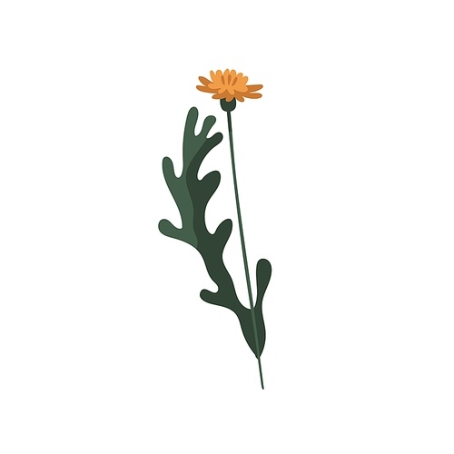 Yellow dandelion on stem. Blooming Taraxacum with leaf. Modern botanical drawing of blossomed wild floral plant. Spring wildflower. Botany flat vector illustration isolated on white .