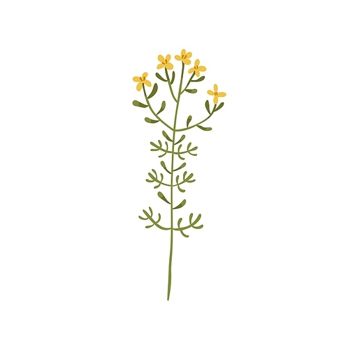 St johns wort flower. Botanical drawing of goatweed. Floral meadow plant. Hypericum, vulnerary herb on stem with leaves. Flat vector illustration of tutsan inflorescence isolated on white .