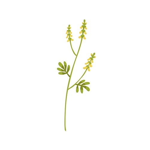 Melilot plant. Sweet clover herb. Botanical drawing of kumoniga flower on stem with leaf. Wild Melilotus inflorescence. Botany flat vector illustration of wildflower isolated on white .