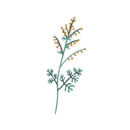 Mugwort plant. Sagebrush floral herb with flowers and leaves. Botanical drawing of wild field wormwood. Botany flat vector illustration of blooming Artemisia isolated on white .