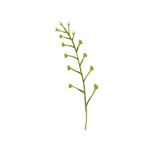 Capsella rubella, blooming plant. Botanical drawing of field floral herb with flower buds. Wild meadow herbaceous florescence. Flat vector illustration isolated on white .