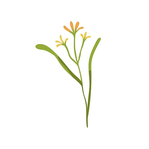 Gagea lutea flower. Yellow Star-of-Bethlehem plant. Blooming floral herb. Botanical drawing of wild field flora on stem with leaf. Flat vector illustration isolated on white .