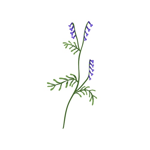 Vicia cracca plant. Tufted vetch flower. Botanical drawing of wild floral herb. Field blooming wildflower on stem with leaf. Botany flat vector illustration isolated on white .