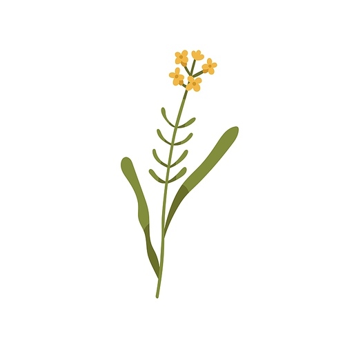 Blooming wallflower. Wild floral plant. Botanical drawing of Erysimum herb. Delicate field inflorescence on stem with leaves. Botany flat vector illustration isolated on white .