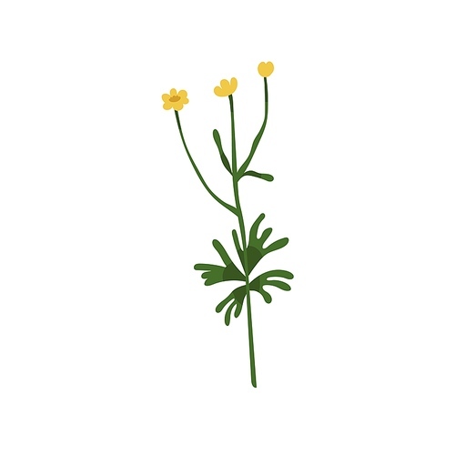 Tall giant common buttercup flower. Meadow floral plant on stem with leaves. Botanical drawing of wild blooming herb. Botany flat vector illustration of Ranunculus acris isolated on white .
