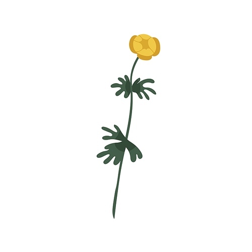Buttercup flower on stem with leaf. Blooming Ranunculus. Botanical drawing of spearworts, wild floral plant. Meadow water crowfoots. Flat vector illustration isolated on white .