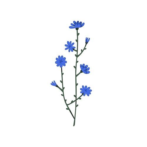 Chicory flower. Floral Cichorium intybus plant. Blooming wild herb. Botanical drawing of herbal field flora with blossomed buds and stem. Flat vector illustration isolated on white .