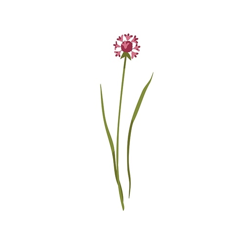 Chives flower. Wild floral plant on stem with leaf. Botanical drawing of blossomed wildflower. Blooming meadow herb. Field inflorescence. Flat vector illustration isolated on white .