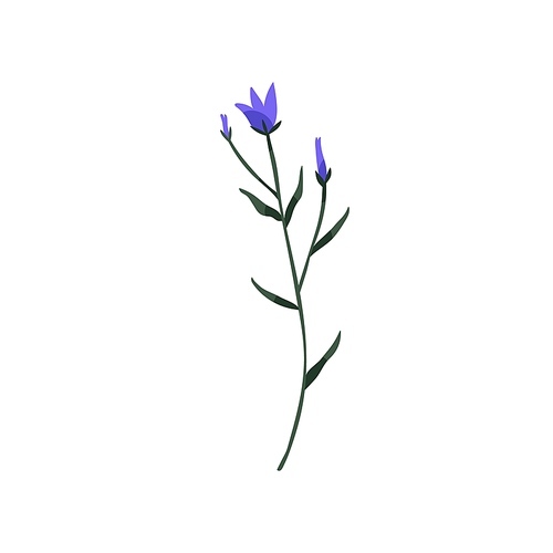 Bluebell flower. Wild blue bell on stem with leaf. Blooming bellflower. Delicate Campanula, floral plant. Botanical flat vector illustration of blossomed harebell isolated on white .