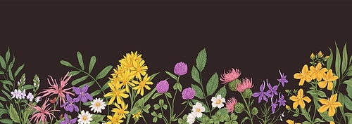 Wild flower border. Botanical banner with field floral plants. Horizontal background with herbs and leaves. Hand-drawn wildflower edge. Herbal flora in retro style. Colored vector illustration.