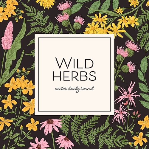 Wild herbs background with herbal plants and flowers frame. Vintage card design with nature wildflowers pattern. Botanical square template with place for text. Colored hand-drawn vector illustration.