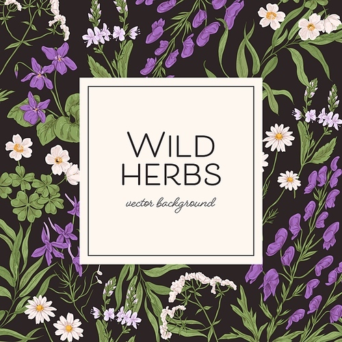 Herbal frame with wild herbs and background for text. Template design with wildflowers, field floral plants. Elegant botanical card in vintage style. Colored hand-drawn vector illustration.