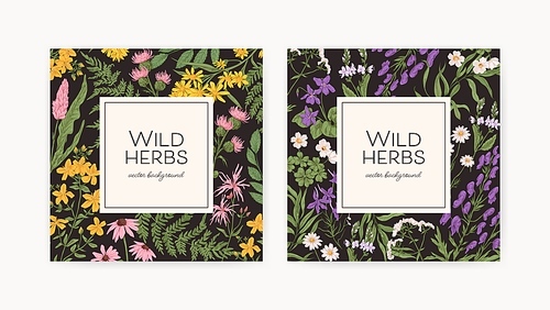 Square backgrounds with wild herbs frames. Botanical retro cards with field and meadow flower plants. Floral designs with wildflowers and place for text. Hand-drawn vector illustration.