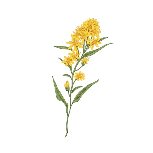 Wild goldenrod flower. Vintage botanical drawing of medical floral plant. Solidago nemoralis, meadow herb. Realistic blooming wildflower. Hand-drawn vector illustration isolated on white .