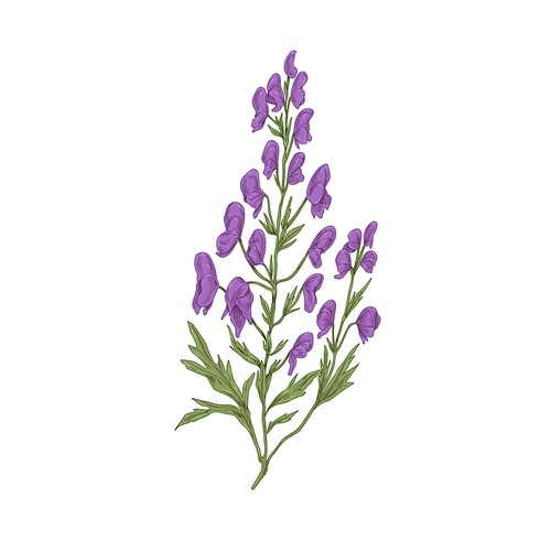 Aconite flower. Botanical drawing of wild floral plant, wolfsbane. Blossomed aconitum. Medicinal field herb in retro style. Hand-drawn vector illustration of wildflower isolated on white .