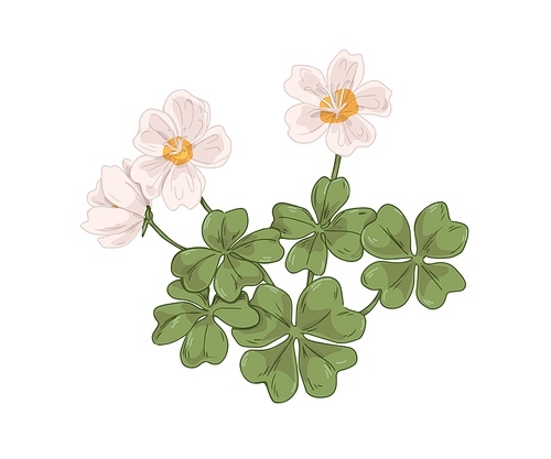Wood sorrel plant with blooming flowers and leaves. Common oxalis acetosella. Vintage botanical drawing of shamrock wildflower. Hand-drawn vector illustration of herb isolated on white .