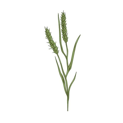 Foxtail, field plant. Botanical vintage drawing of bristle spear grass. Wild spikelet with seeds, spikes and spikelets. Realistic Setaria parviflora. Vector illustration isolated on white .