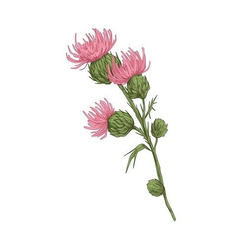 Milk thistle flowers. Botanical vintage realistic drawing of wild Cirsium. Inflorescence of Field floral plant. Meadow herb with thorns. Hand-drawn vector illustration isolated on white .