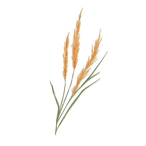 Reed grass, field plant with spikes. Botanical realistic drawing of Calamagrostis. Vintage smallweed with leaf. Hand-drawn vector illustration isolated on white .
