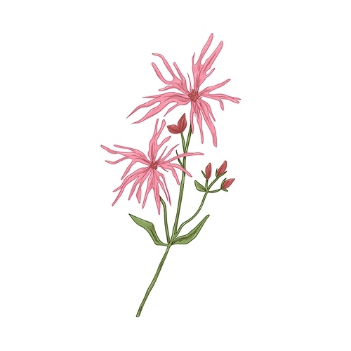Ragged-robin flower. Vintage botanical drawing of blooming Silene flos-cuculi. Wild floral plant with blossomed and unblown buds. Hand-drawn vector illustration of herb isolated on white .
