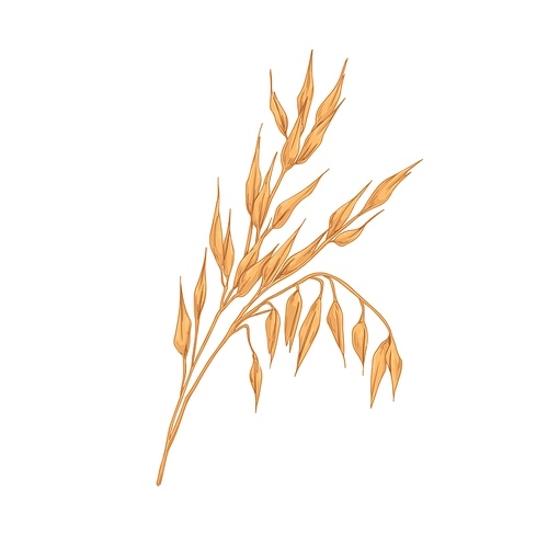 Oat spikelets with ears and grains. Botanical vintage drawing of field cereal plant. Agriculture crop with kernels and seeds in retro style. Hand-drawn vector illustration isolated on white .