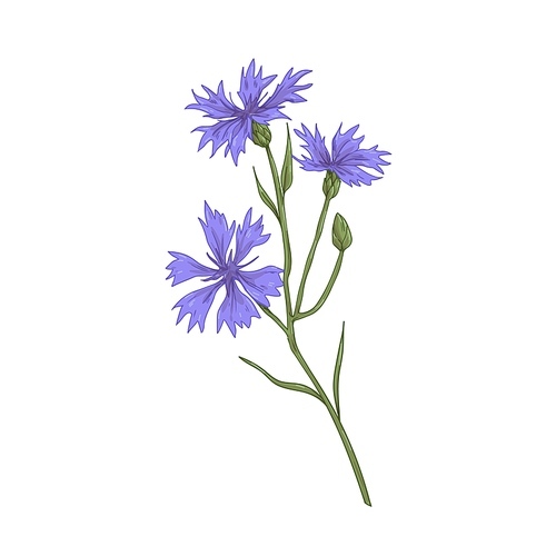 Cornflower, blossomed floral plant. Vintage botanical drawing of knapweed, wild flower. Realistic field bluebottle. Hand-drawn vector illustration of Centaurea cyanus isolated on white .