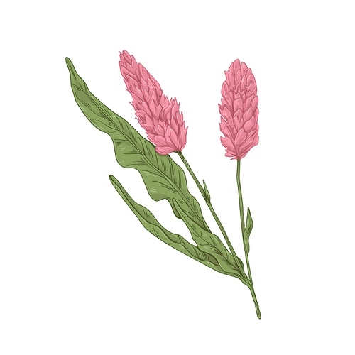 Common bistort flowers. Retro botanical drawing of Persicaria bistorta. Realistic knotweed. Snakeroot, meadow wild plant. Field herb. Hand-drawn vector illustration isolated on white .