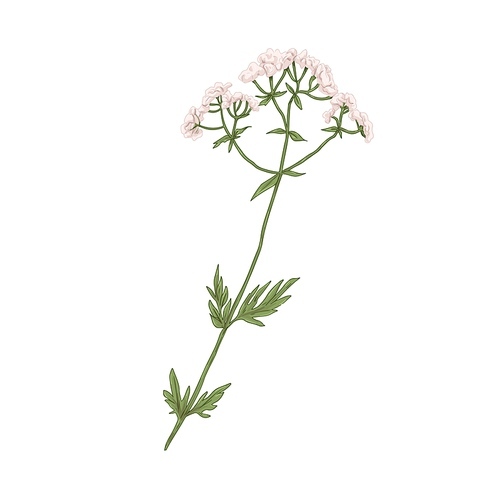 Valeriana officinalis, medical wild plant. Realistic botanical drawing of valerian flower in retro style. Medicinal Garden Heliotrope. Hand-drawn vector illustration isolated on white .