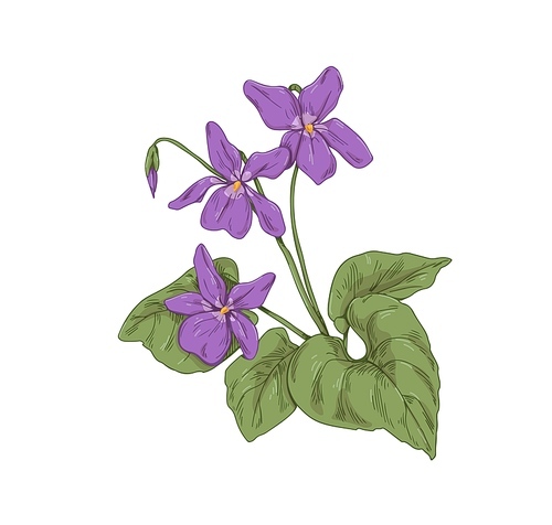 English common wood violet, garden blossomed flower. Botanical drawing of wild floral plant. Realistic Viola odorata in retro style. Hand-drawn vector illustration isolated on white .
